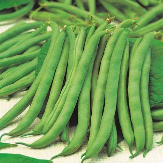 Mr Fothergill's Dwarf Bean Tendergreen Seeds