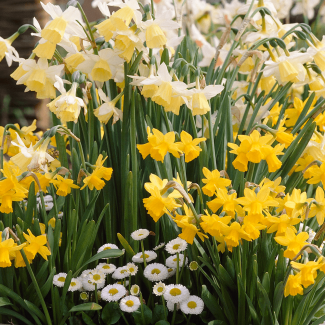 Rockery Narcissi Mixed Bulbs 50 Pack