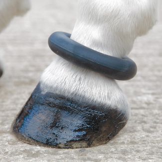 Shires Fetlock Ring - Chelford Farm Supplies