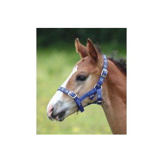 Shires Foal Nylon Headcollar