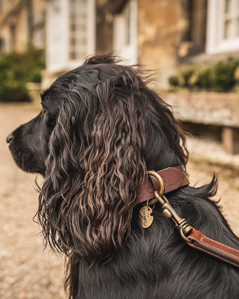 Le Chameau Dog Collar