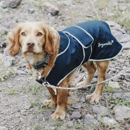 Dog wearing the Drywalks dog coat in navy on a walk