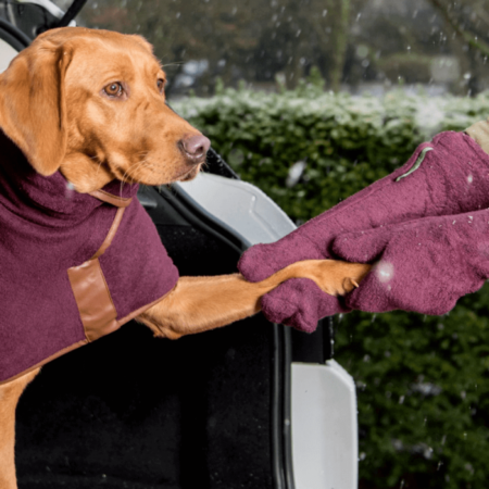 Labrador being dried off with the Ruff & Tumber Dog Drying Mitts