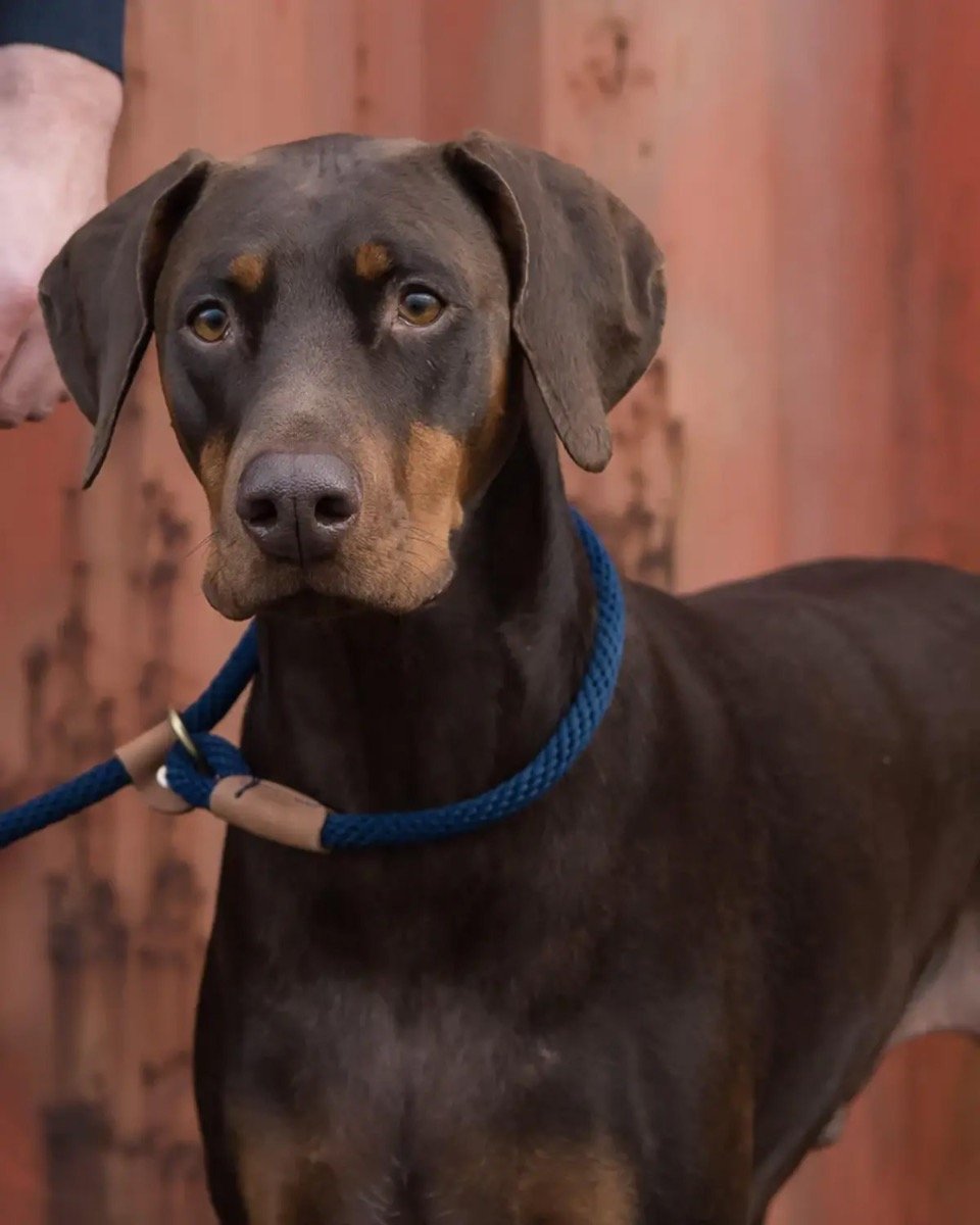 Dog Collar Ruff & Tumble