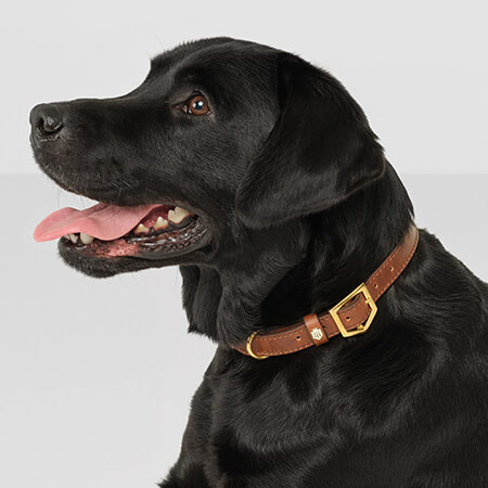 Fairfax and Favor Dog Collar