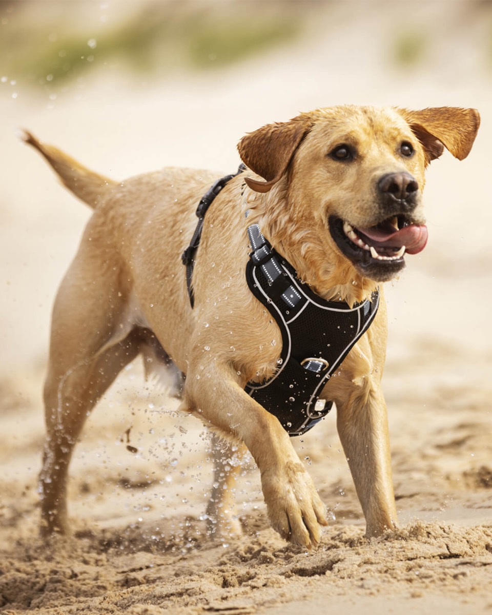 LeMieux Dog Harness